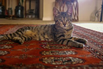 Oriental rug cleaning in Montara, CA by Certified Green Team.